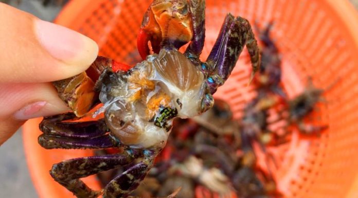 The Delicacy from Quang Ninh with Vibrant Red Legs that Has Foodies in a Frenzy