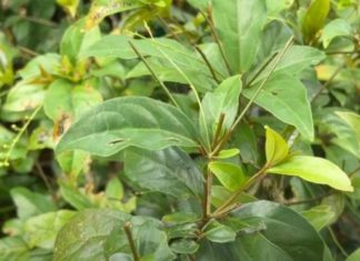The Leaf that Only Grows in Phu Yen: A Renowned Spice that’s Hard to Come By