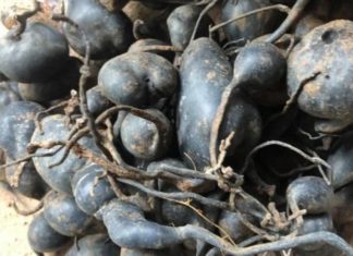 The Ultimate Delicacy: A Rare Mushroom with a Caviar-like Appearance Priced at a Whopping $26 Million