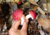 The Elusive Mushroom of Lang Son: A Twice-Yearly Treat for Foragers