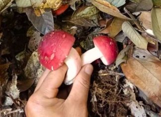 The Elusive Mushroom of Lang Son: A Twice-Yearly Treat for Foragers