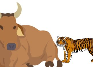 Why Are Carnivorous Land Animals Usually Smaller Than Herbivores?