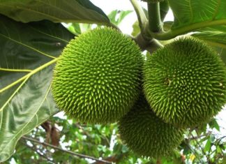 The Exotic Western Fruit: A Strange Hybrid of Jackfruit and Potato