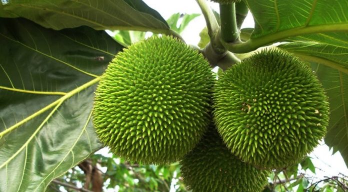 The Exotic Western Fruit: A Strange Hybrid of Jackfruit and Potato