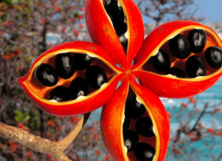 The Wild Forest Fruit from Vietnam is a Luxury Abroad at 200,000 VND/kg