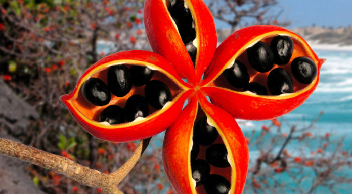 The Wild Forest Fruit from Vietnam is a Luxury Abroad at 200,000 VND/kg