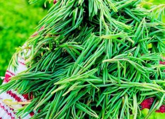 The Divine Veggie: Unveiling the Superfood Sensation Captivating Culinary Masters Worldwide