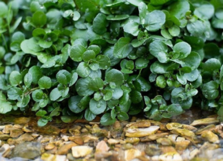 The Ultimate Guide to Pesticide-Free Produce: Unveiling the Two Vegetables that Even Americans Adore