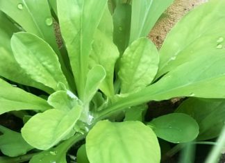 The Wild Weed That’s Now a Delicacy: Purslane, the $20/lb Superfood