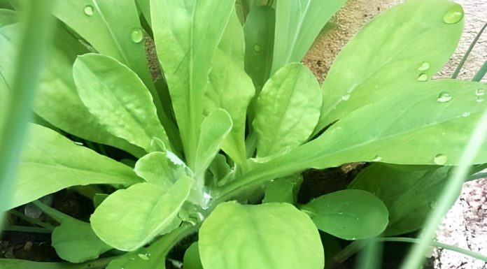 The Wild Weed That’s Now a Delicacy: Purslane, the $20/lb Superfood