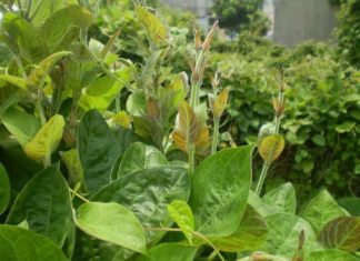 3 “Rustic” Vegetables Free from Pesticide Residues: Nature’s Nutritional Powerhouses, Accessible to All