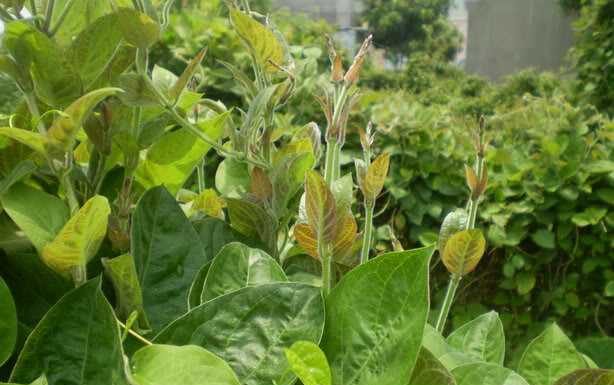 3 “Rustic” Vegetables Free from Pesticide Residues: Nature’s Nutritional Powerhouses, Accessible to All