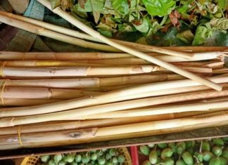 Wild Forest Vegetable, Sought-After Delicacy.