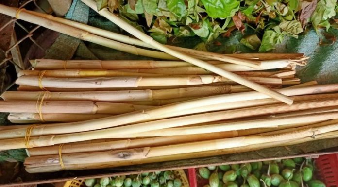 Wild Forest Vegetable, Sought-After Delicacy.