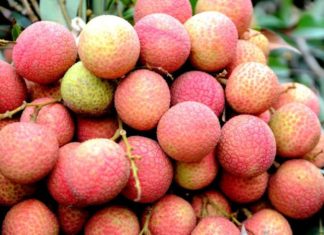 The Ultimate Luxury Fabric: Coveted, Exclusive, and Ever-Elusive.