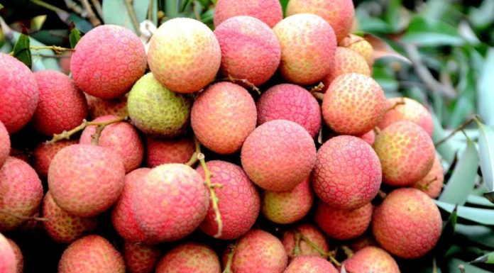 The Ultimate Luxury Fabric: Coveted, Exclusive, and Ever-Elusive.