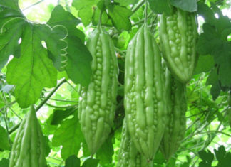 The Benefits of Blanching Bitter Melon Prior to Cooking