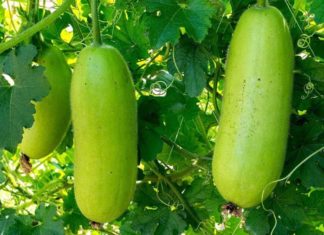 “You Don’t Want to Miss This: Familiar Yet Exotic Superfruit, the Ultimate Enemy of Diabetes and Fatty Liver”