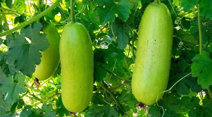 “You Don’t Want to Miss This: Familiar Yet Exotic Superfruit, the Ultimate Enemy of Diabetes and Fatty Liver”