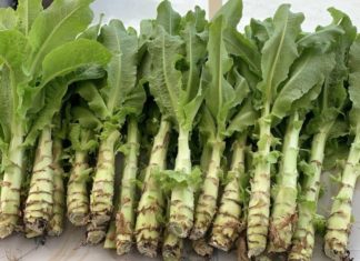 The Ultimate Superfood: A Simple-to-Grow Veggie for Powerful Detox and Cancer Prevention