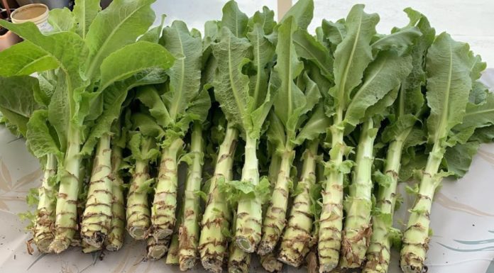 The Ultimate Superfood: A Simple-to-Grow Veggie for Powerful Detox and Cancer Prevention