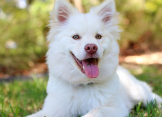 How to Restore the Pristine Beauty of Your Dog’s Coat: A Guide to Removing Yellow Stains from White Fur