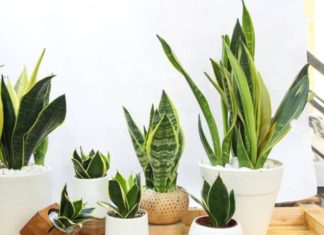 The Ultimate Guide to Unlocking Prosperity: Snake Tongue Plants’ Secrets to Wealth and Fortune – A Step-by-Step Guide to Ages, Luck Types, and Placement for Maximum Abundance.