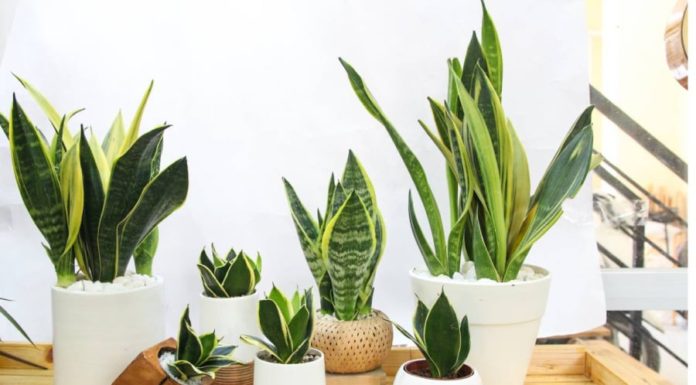 The Ultimate Guide to Unlocking Prosperity: Snake Tongue Plants’ Secrets to Wealth and Fortune – A Step-by-Step Guide to Ages, Luck Types, and Placement for Maximum Abundance.