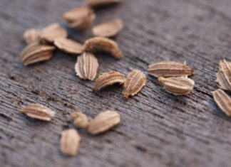 The Ultimate Guide to Growing Mini Carrots in Containers: Harvest Abundance at Your Fingertips