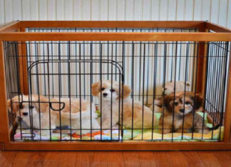 Why You Need to Get a Pet Cage Now