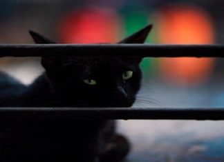 Why You Should Never Trim Your Cat’s Whiskers