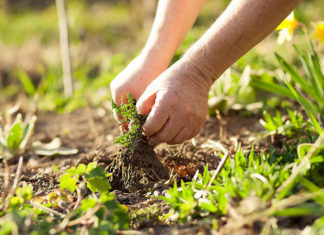 The Ultimate Guide to Weeding with Salt: A Simple and Surprising Effective Method