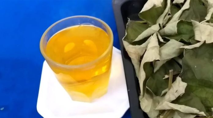 The Ultimate Guide to Brewing a Refreshing Lotus Leaf Drink to Beat the Summer Heat