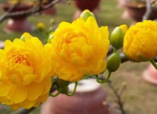 What is Mai Cuc? Where to Buy This Beautiful Mai Tree at an Affordable Price?