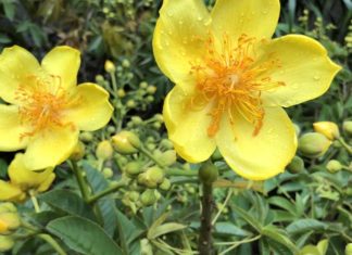 What is the Plum Blossom and Why is it so Special?