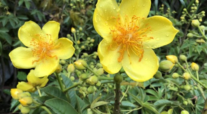 What is the Plum Blossom and Why is it so Special?