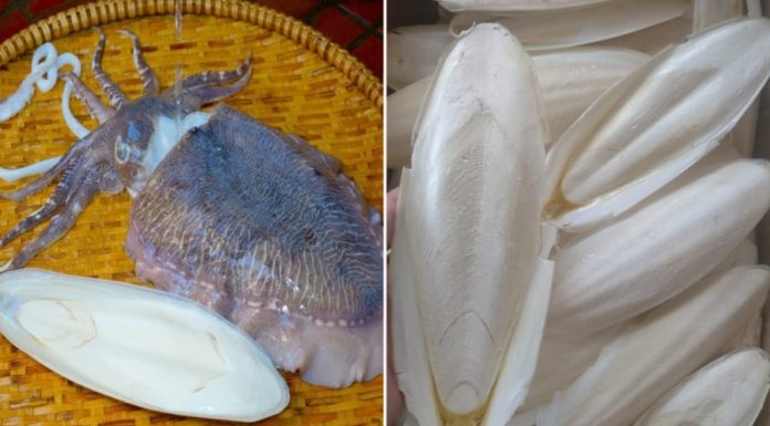 The Secret Ingredient: Mai Muc – Unlocking the Power of a Hidden Health Treasure.