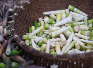 What is Wild Asparagus and Why is it a Culinary Delight?