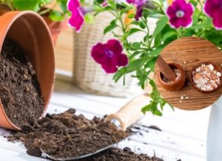 The Surprising Benefits of Washing and Reusing Eggshells