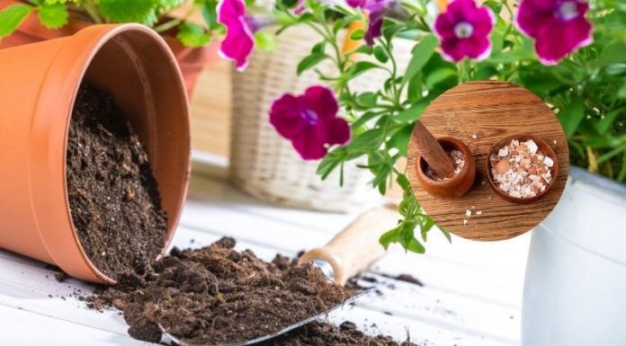 The Surprising Benefits of Washing and Reusing Eggshells