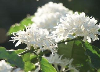 What is Coffee Blossom Honey? Origins and Benefits of Coffee Blossom Honey