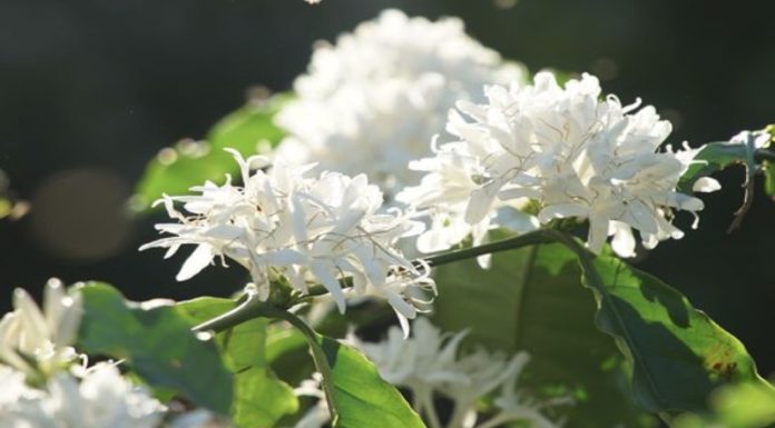 What is Coffee Blossom Honey? Origins and Benefits of Coffee Blossom Honey