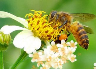 What is Lavender Honey? Benefits of Using Lavender Honey