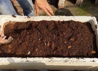 The Green Thumb’s Guide to Growing Octoplant Tomatoes on Your Rooftop Garden All Year Round.