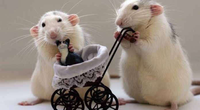 What Are the Lucky Colors for the Chinese Zodiac in 2023?