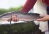 Is Snakehead Fish Consumption Beneficial for Pregnant Women? Understanding the Benefits for Expectant Mothers.