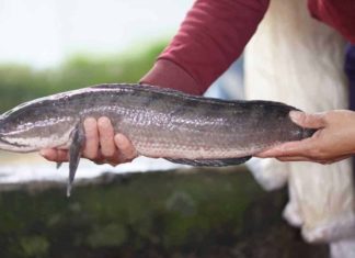Is Snakehead Fish Consumption Beneficial for Pregnant Women? Understanding the Benefits for Expectant Mothers.