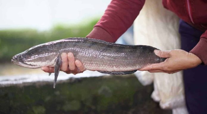 Is Snakehead Fish Consumption Beneficial for Pregnant Women? Understanding the Benefits for Expectant Mothers.
