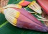 Is Eating Banana Flowers Safe During Pregnancy? What Pregnant Women Should Know.