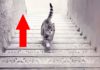 The Cat’s Walk: Uncover Your Inner Personality Traits